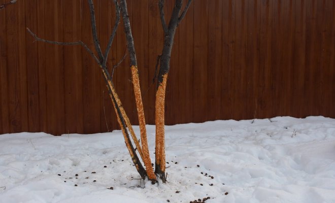 «Что делать если мыши погрызли кору яблони?» — Яндекс Кью